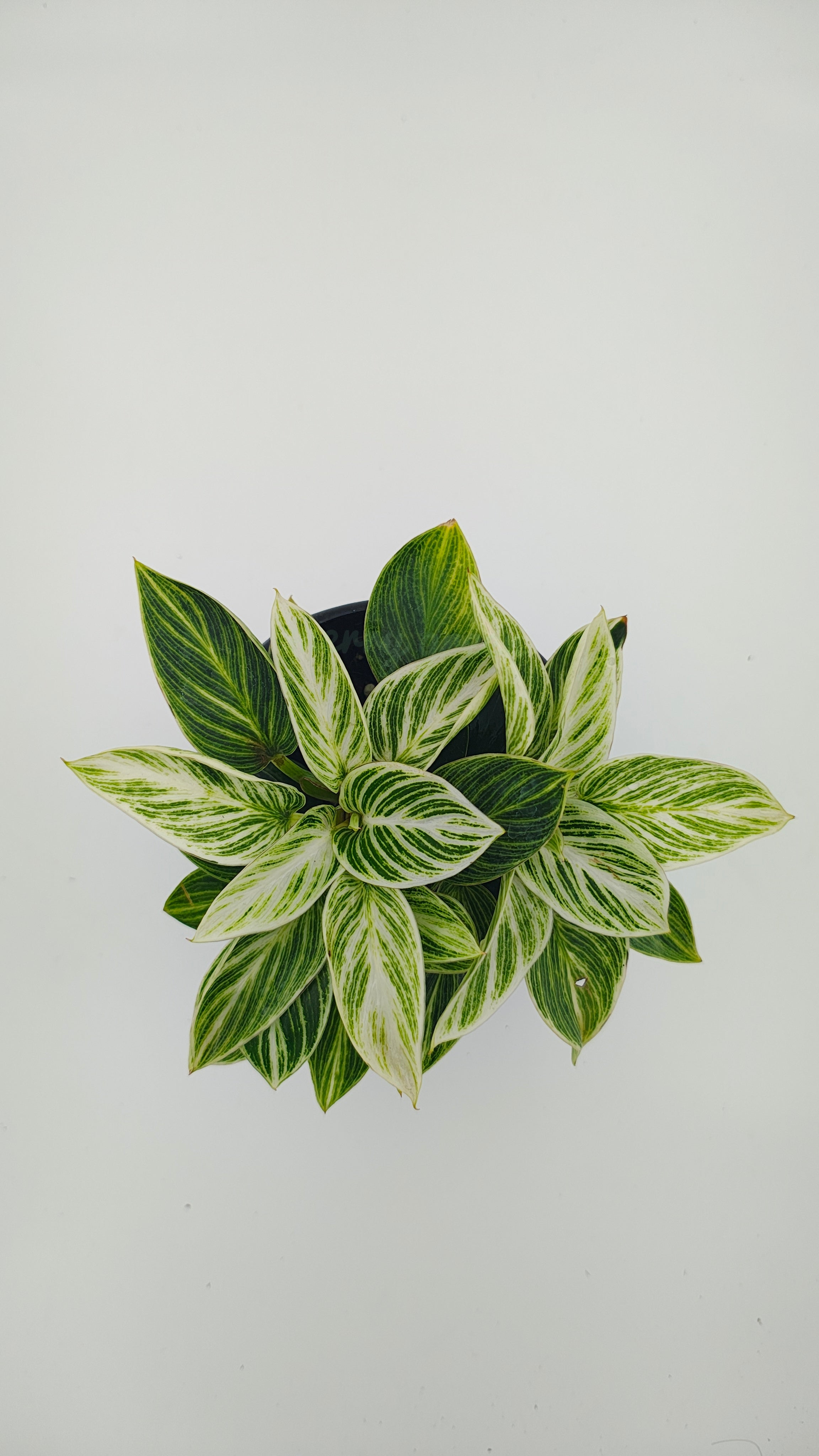 Philodendron Birkin Gold