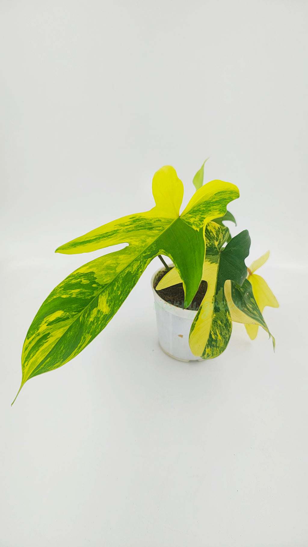 Philodendron florida Beauty
