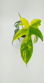 Philodendron florida Beauty