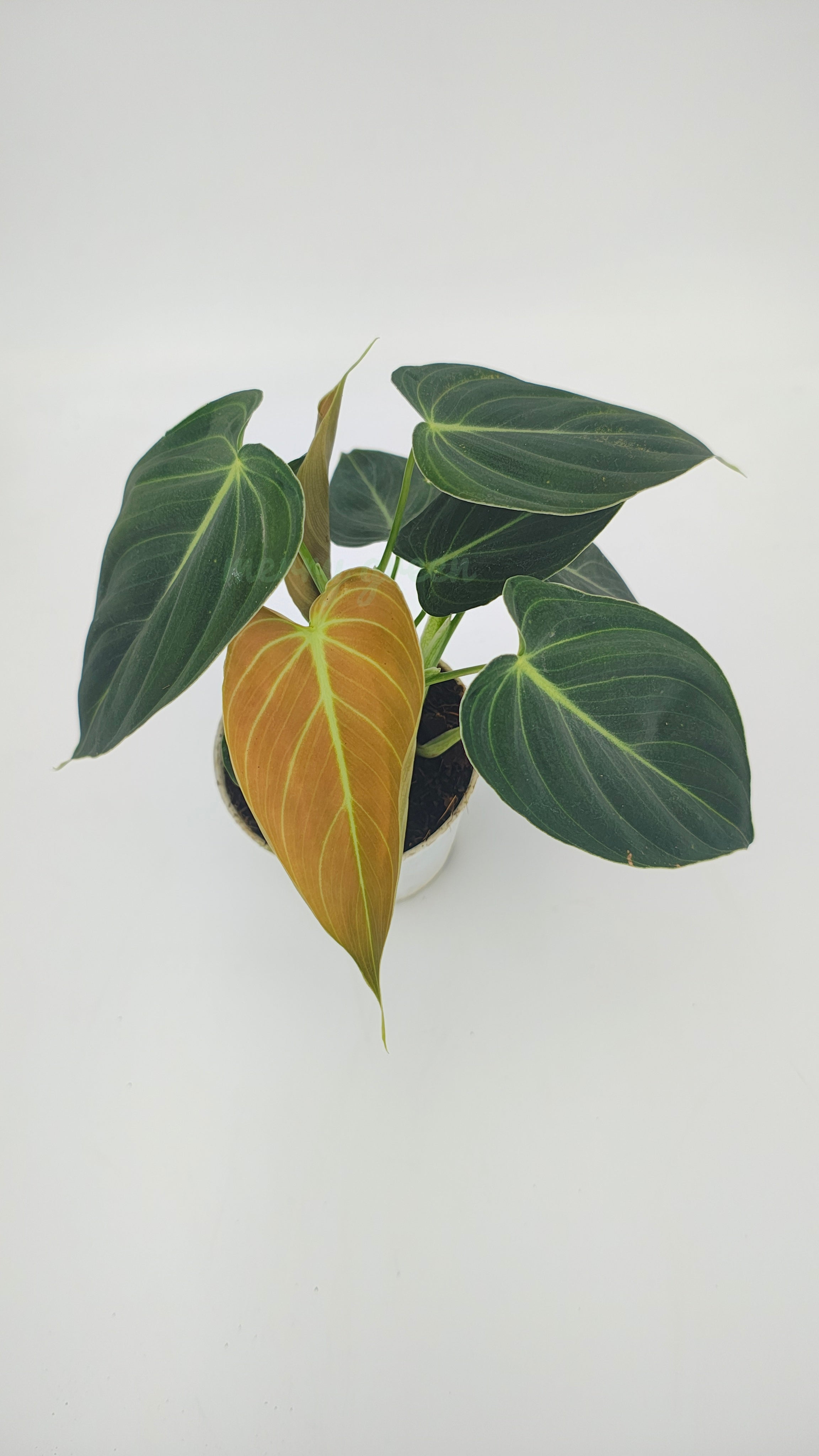 Philodendron Melanochrysum