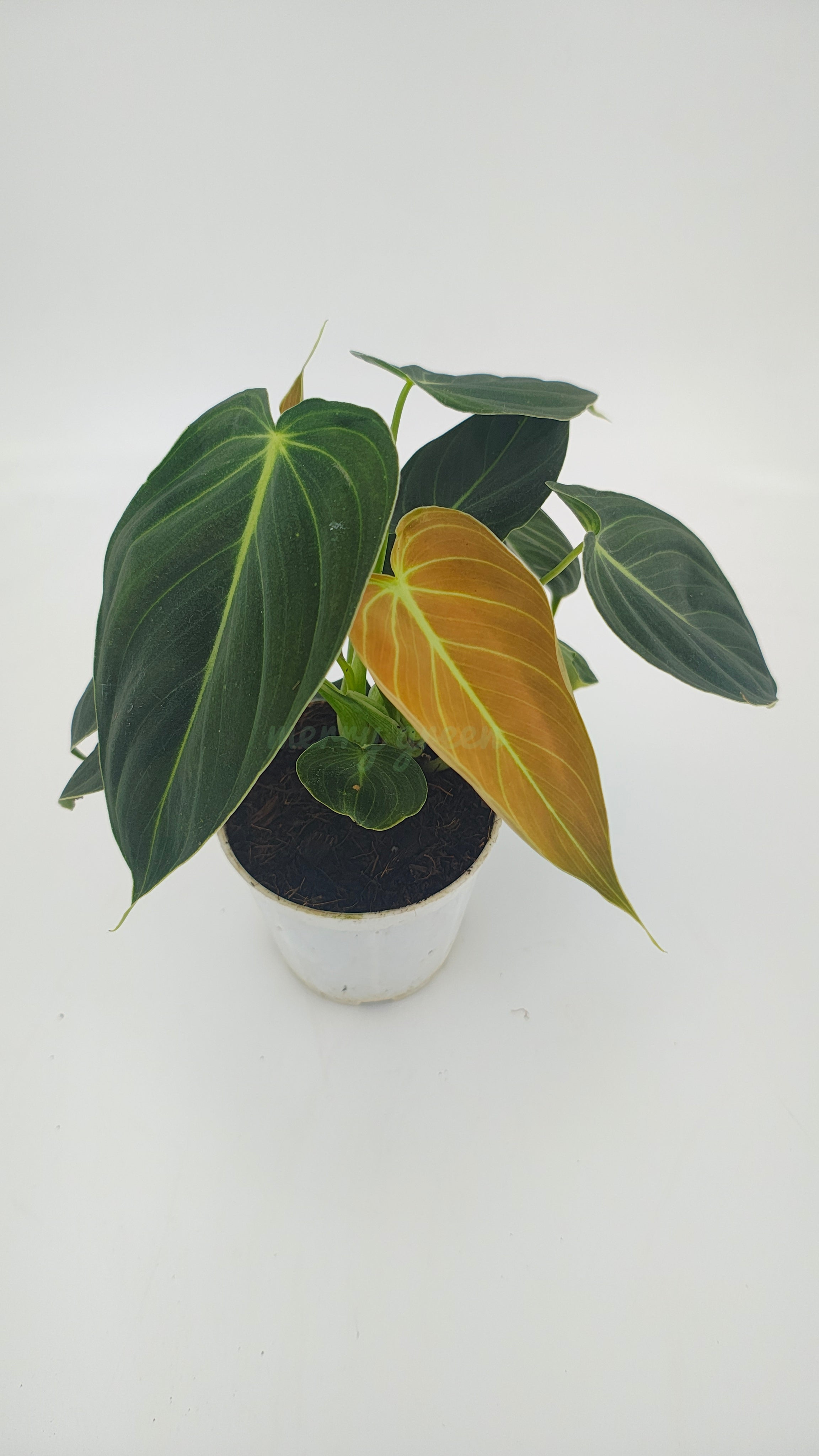 Philodendron Melanochrysum