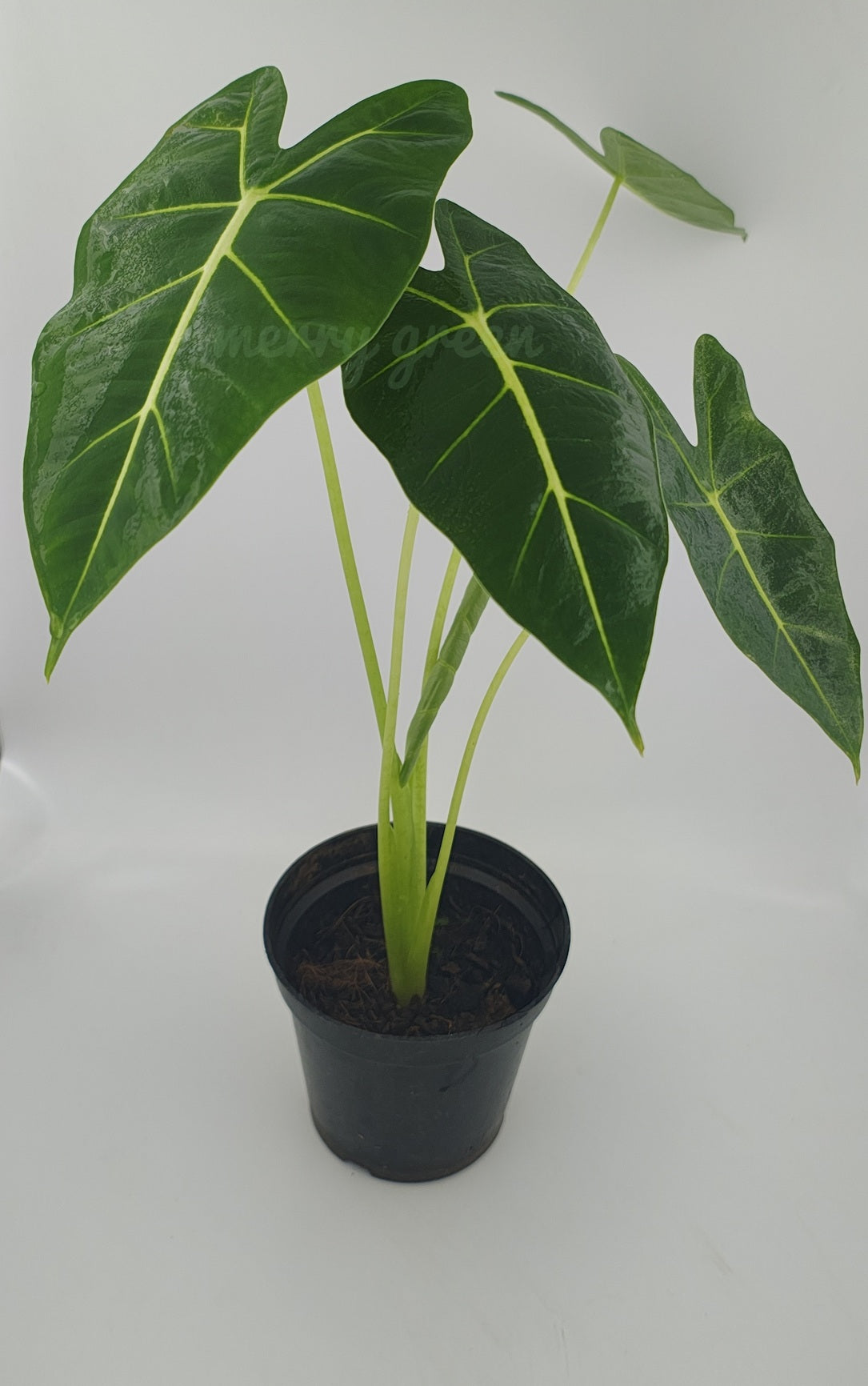 Alocasia frydek