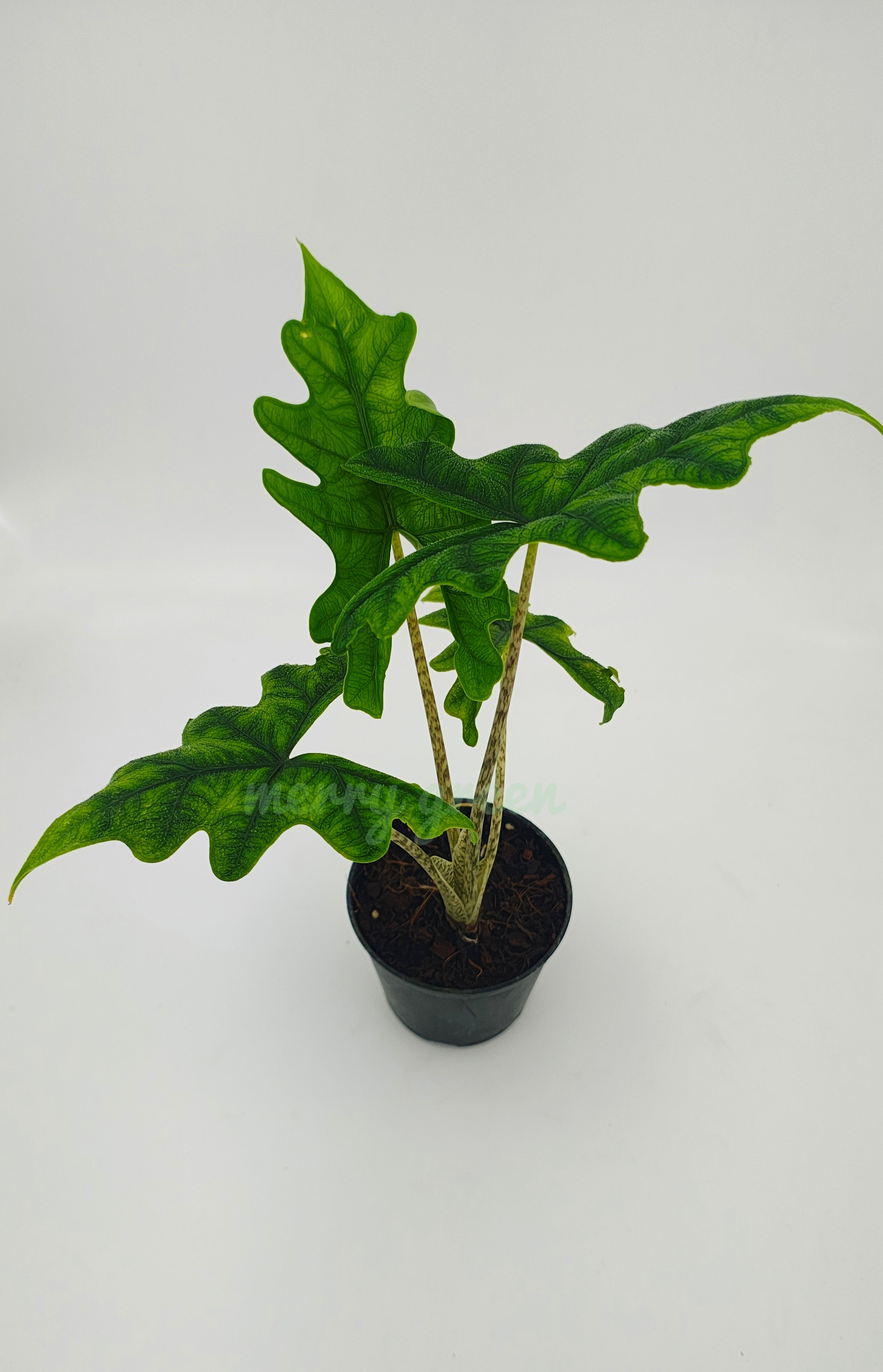 Alocasia Jacklyn