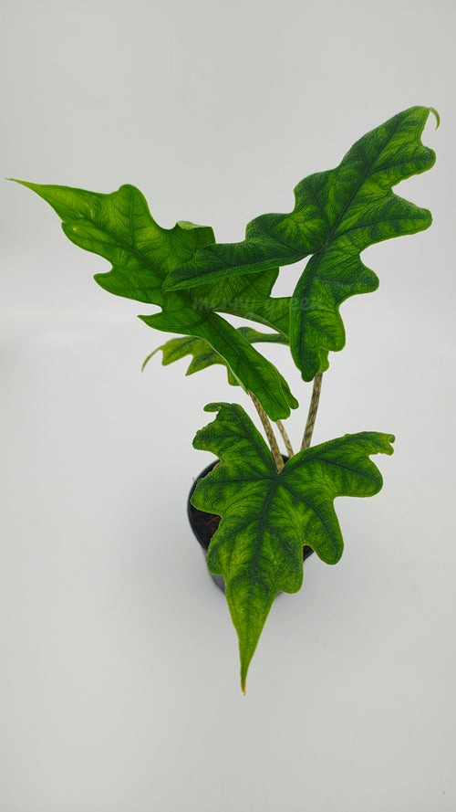 Alocasia Jacklyn