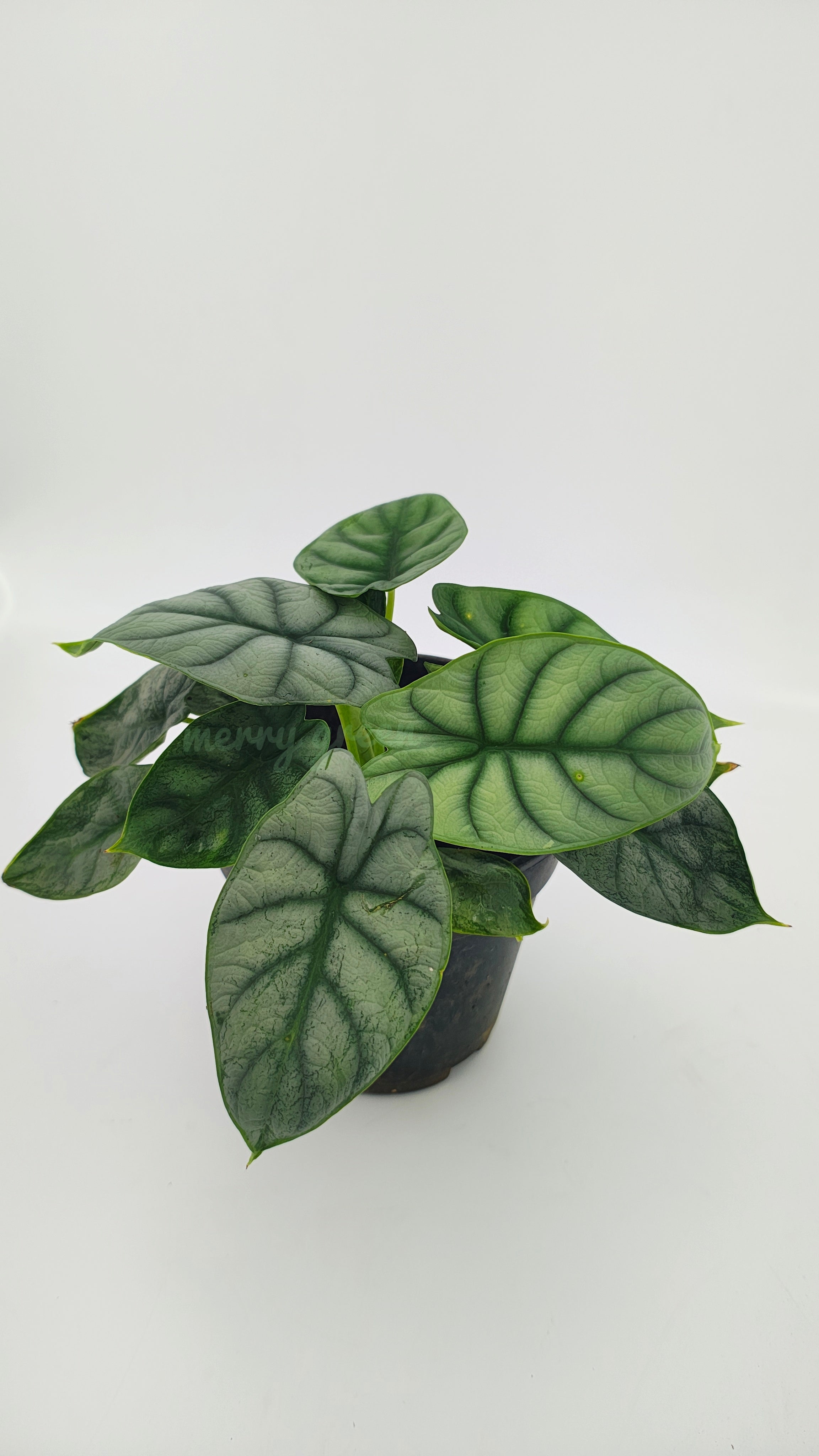 Alocasia Silver dragon