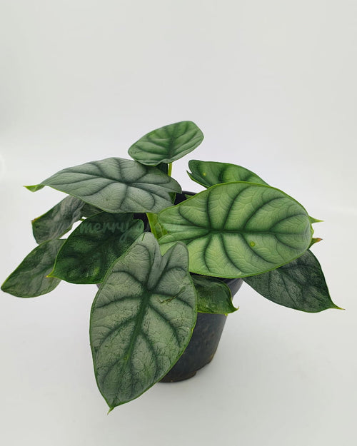 Alocasia Silver dragon