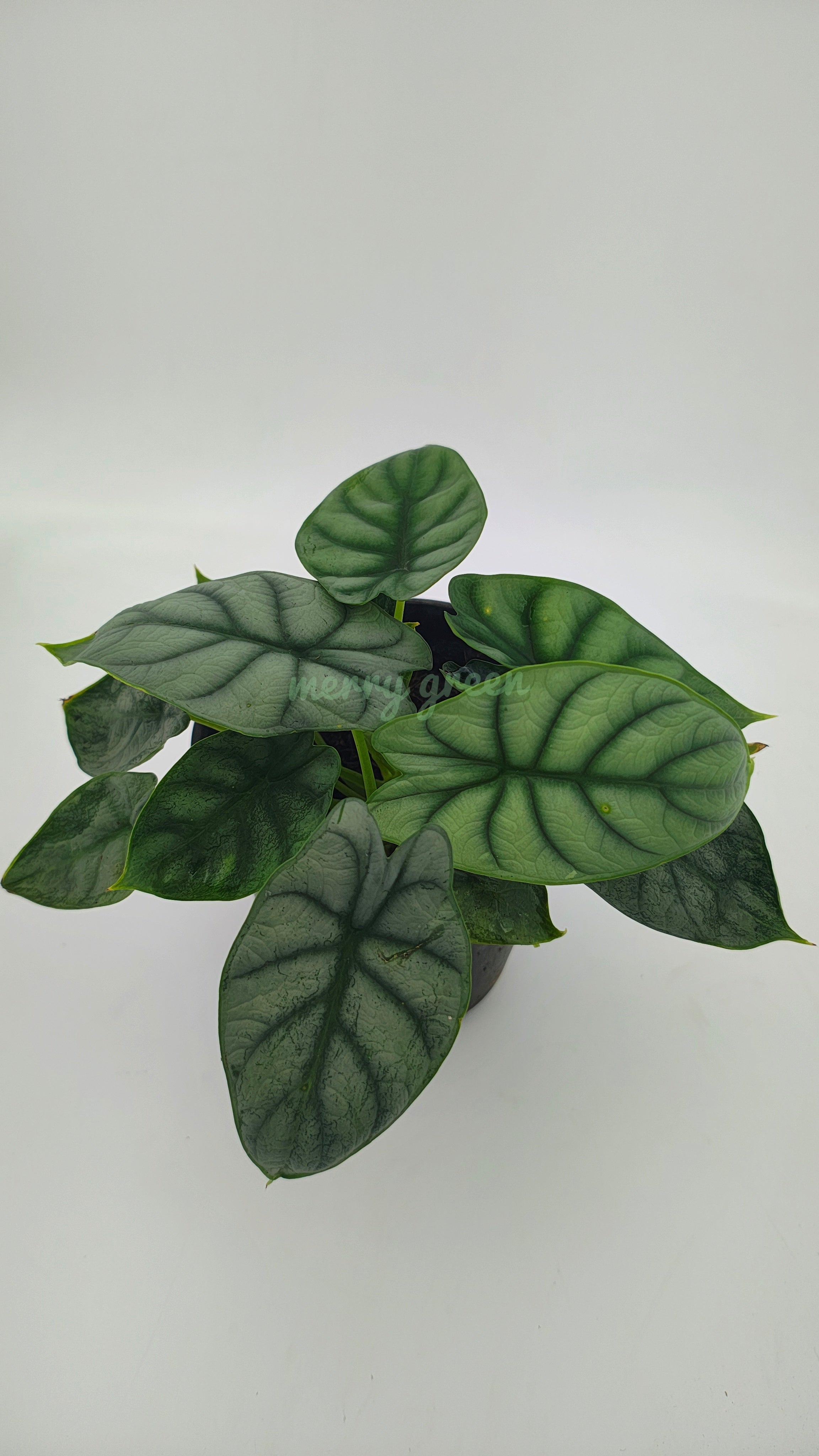 Alocasia Silver dragon