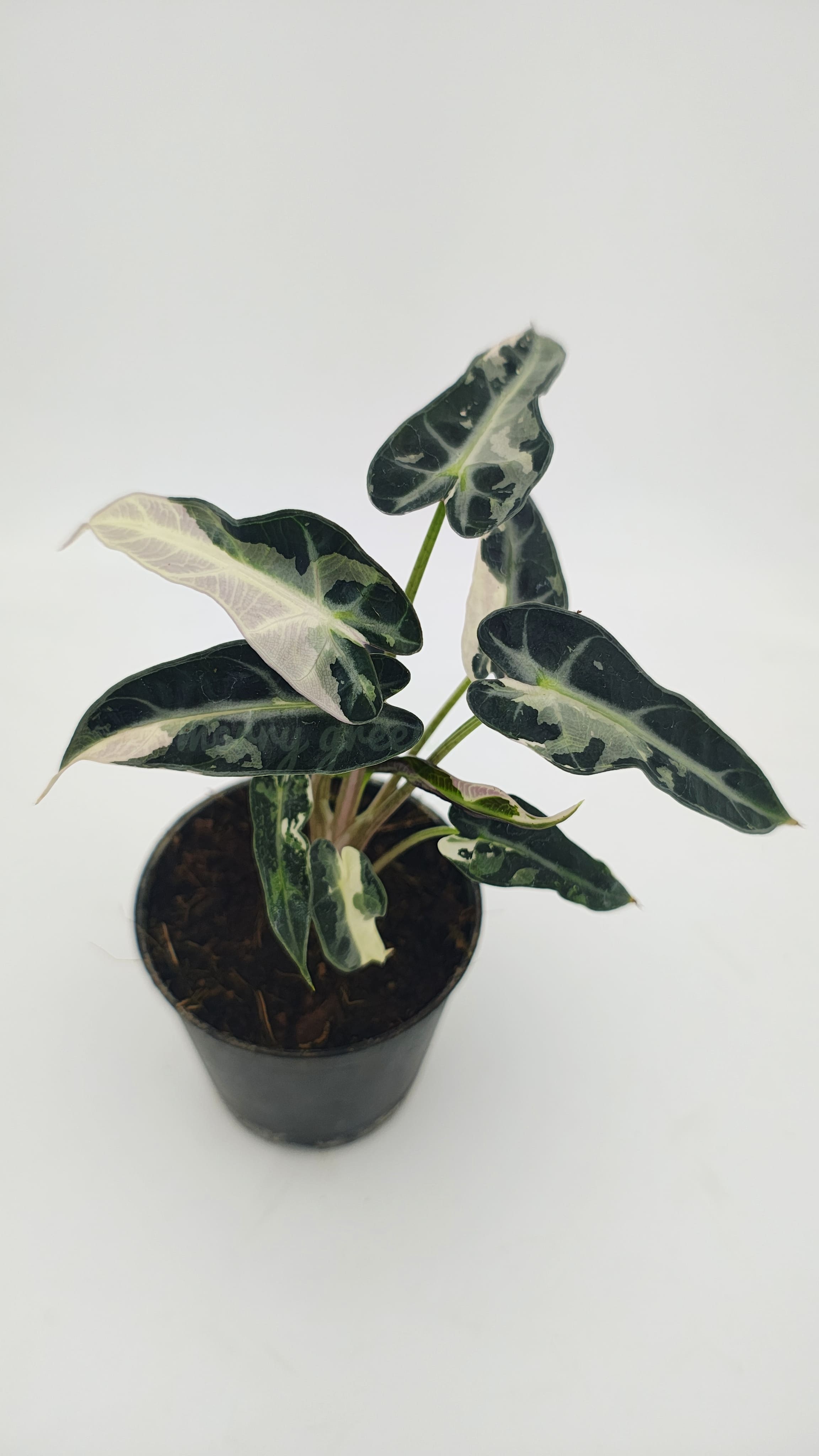Alocasia bambino pink variegated