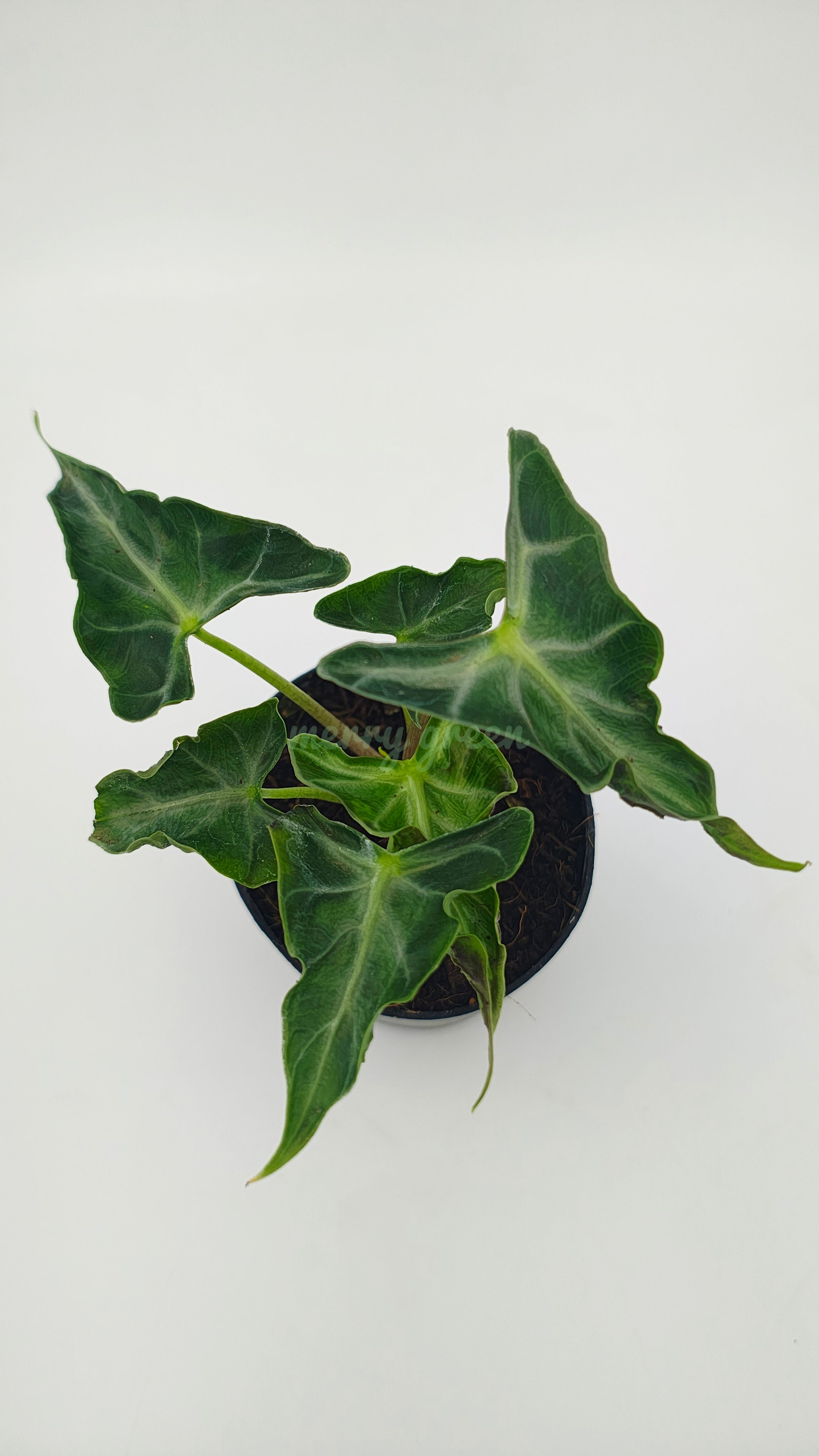 Alocasia Loco