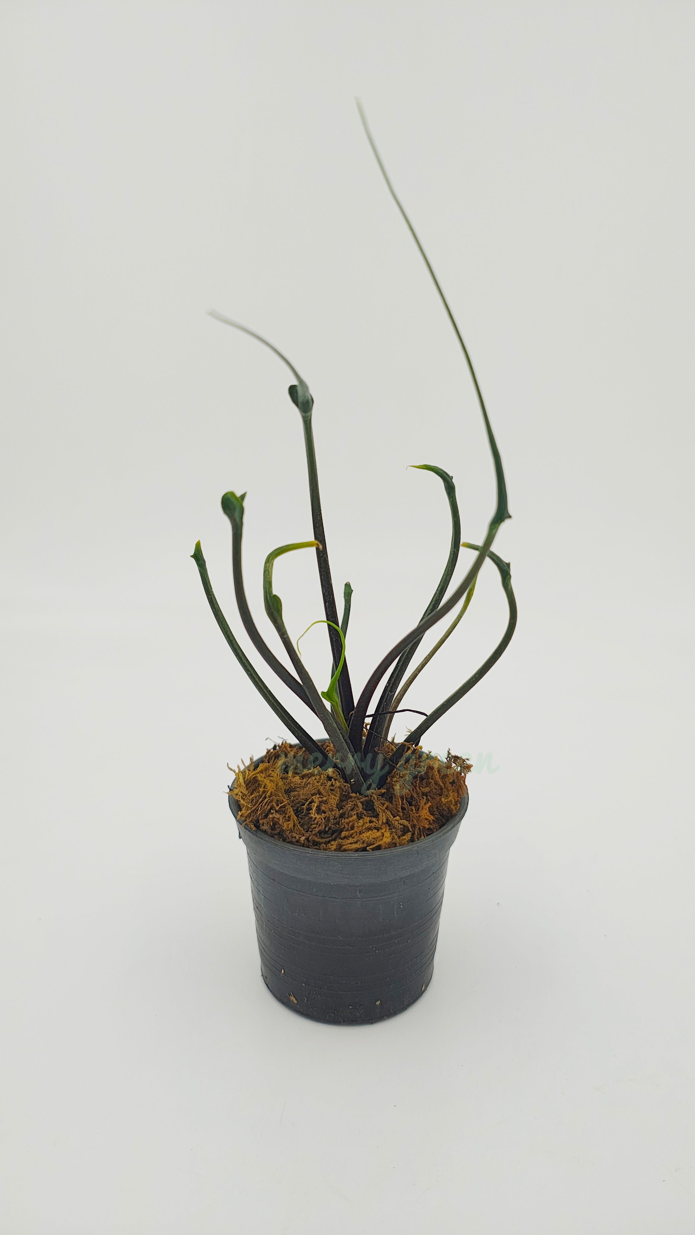 Alocasia 'Flying Squid'