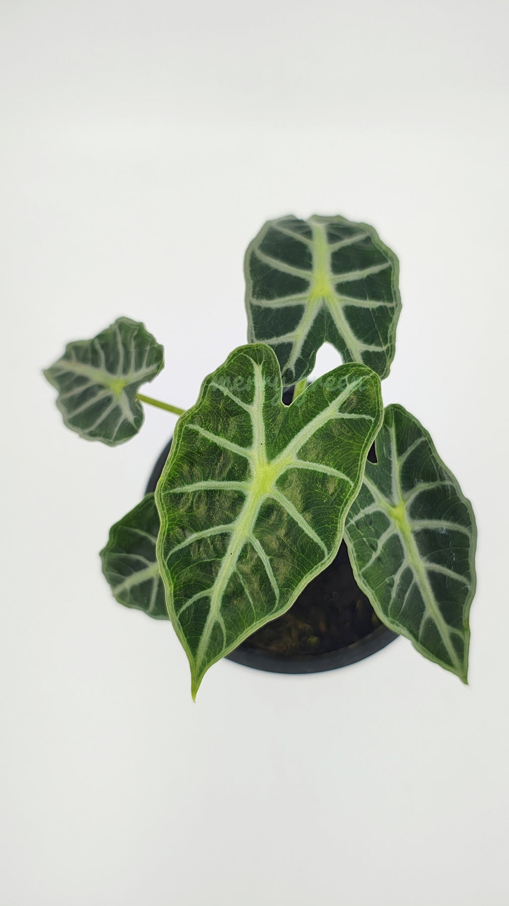 Alocasia 'Parasol'