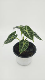 Alocasia 'Parasol'