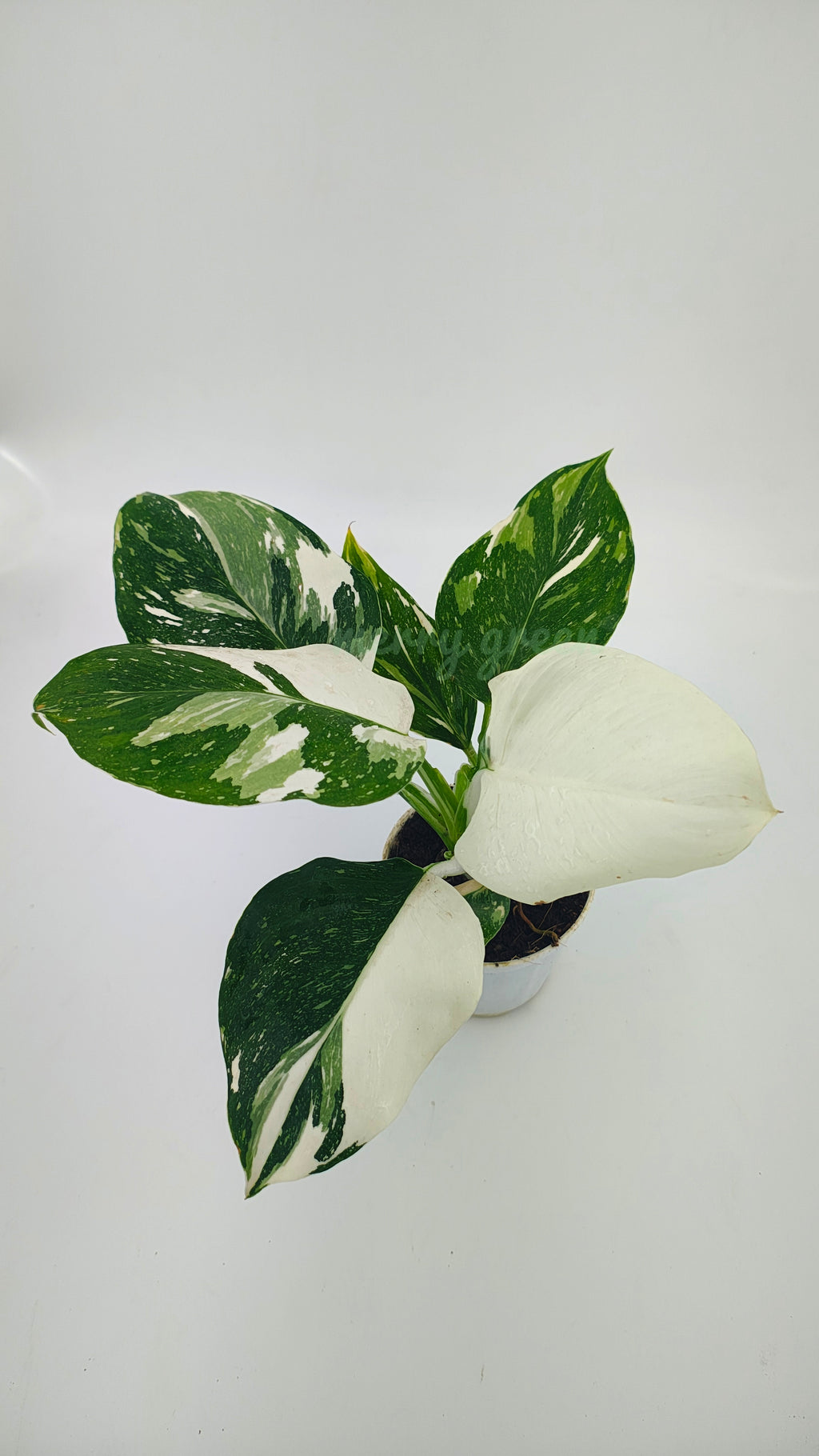 Philodendron white wizard marble