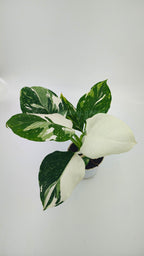 Philodendron white wizard marble