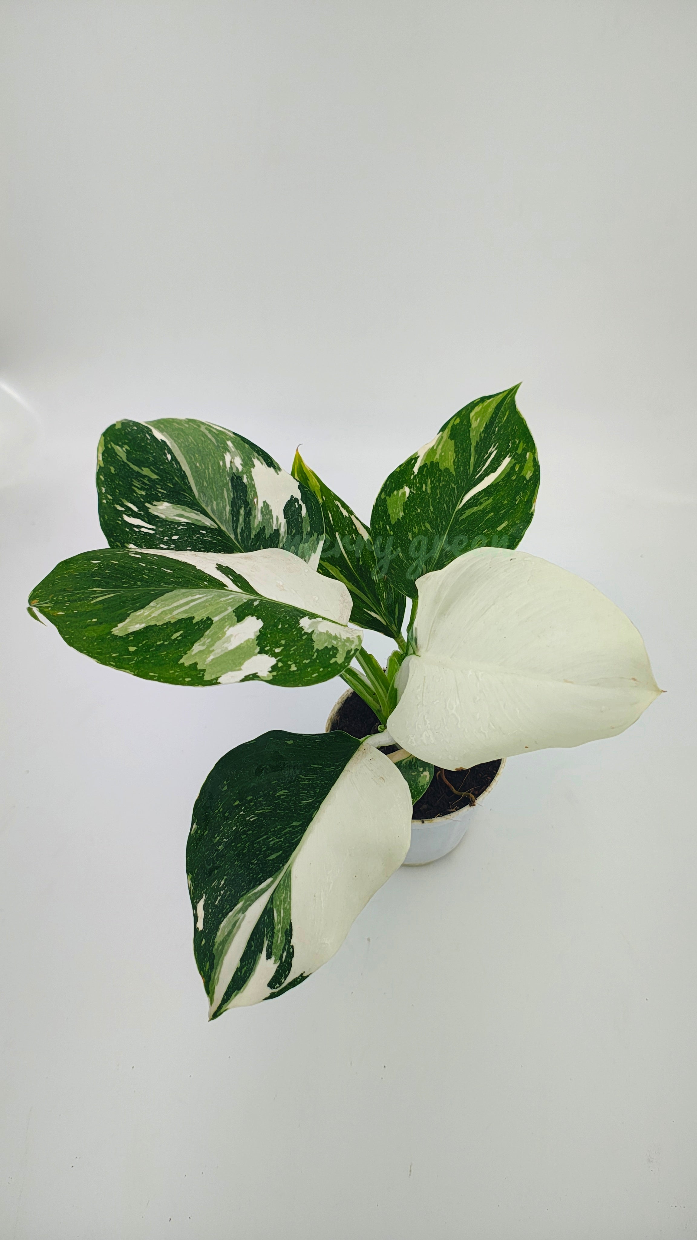 Philodendron white wizard marble