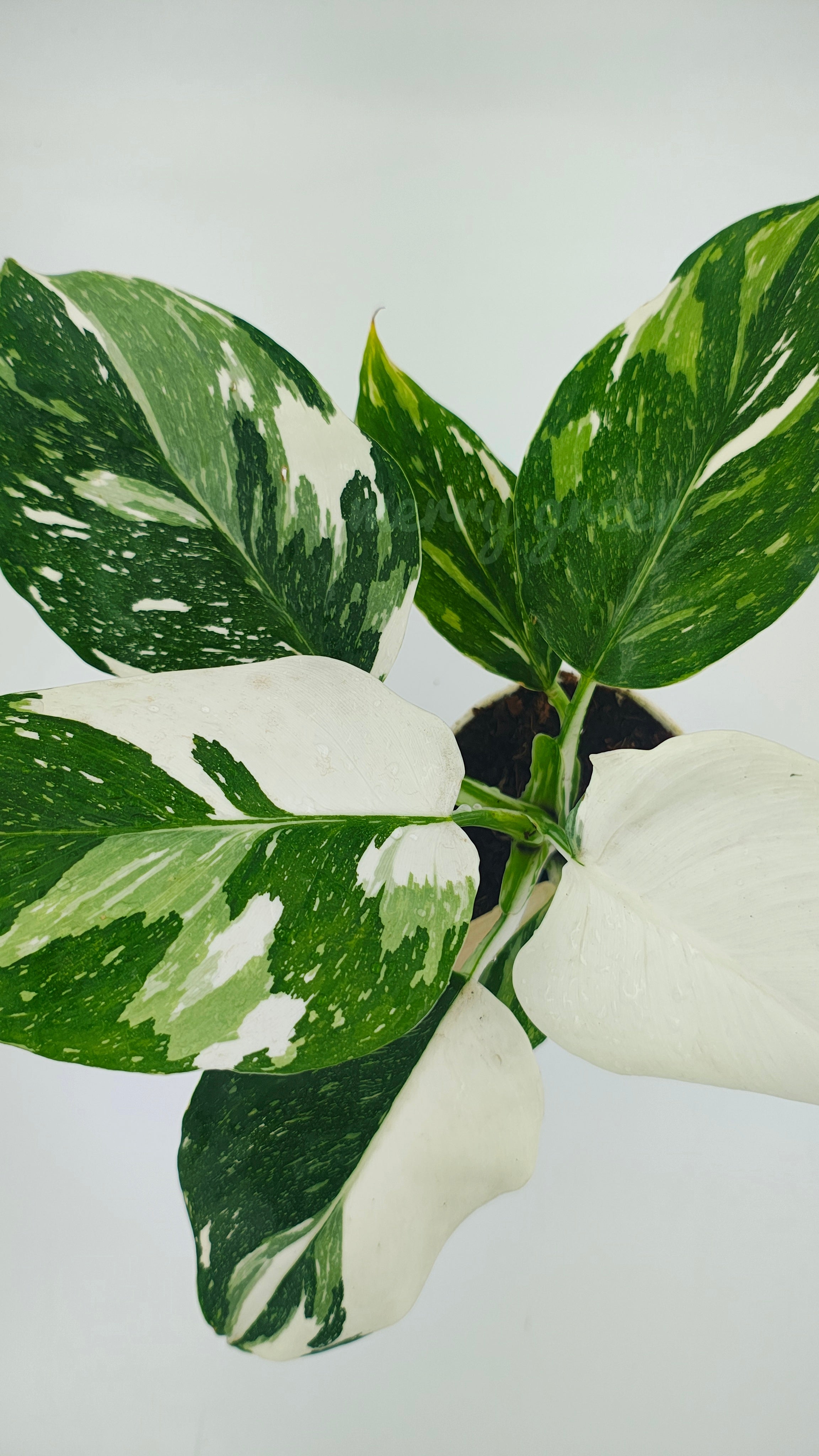 Philodendron white wizard marble