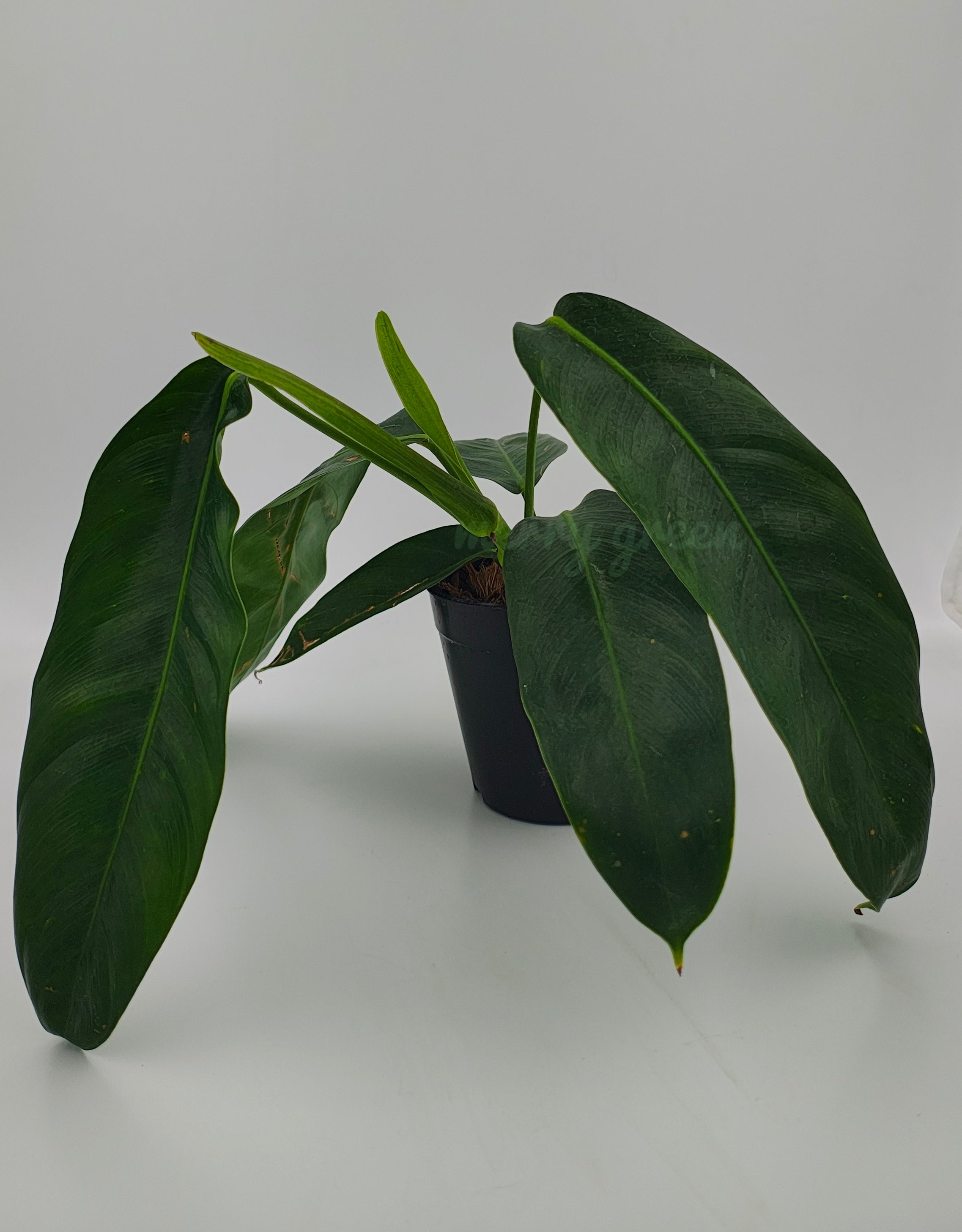 Philodendron patriciae