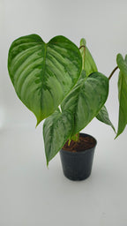 Philodendron Majestic