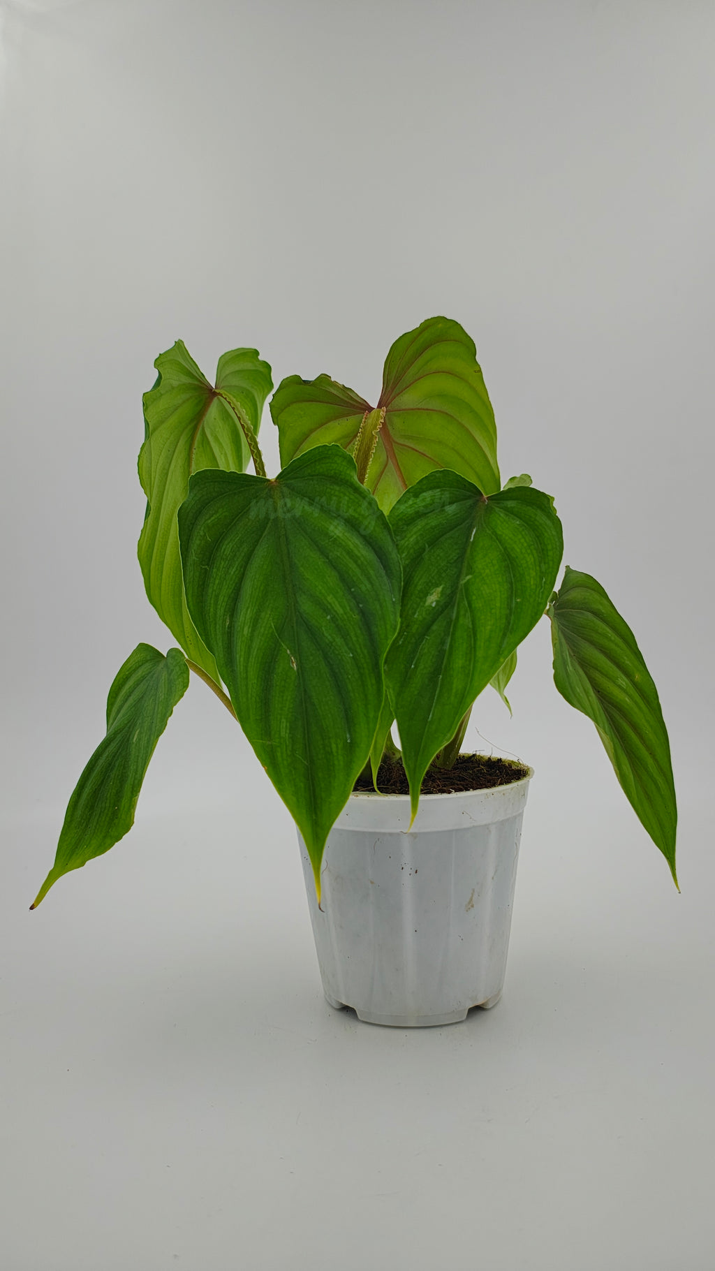 Plowmanii Dark Form