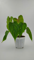 Plowmanii Dark Form