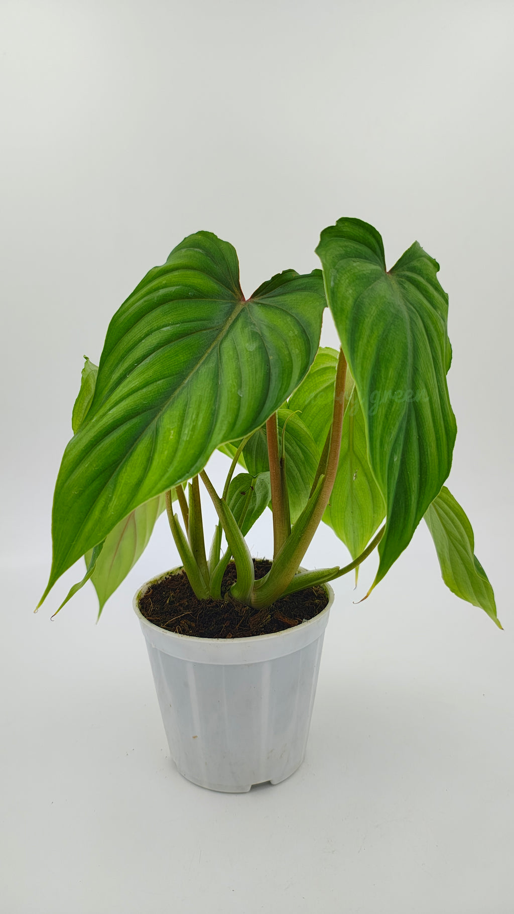 Plowmanii Dark Form