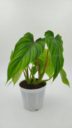 Plowmanii Dark Form