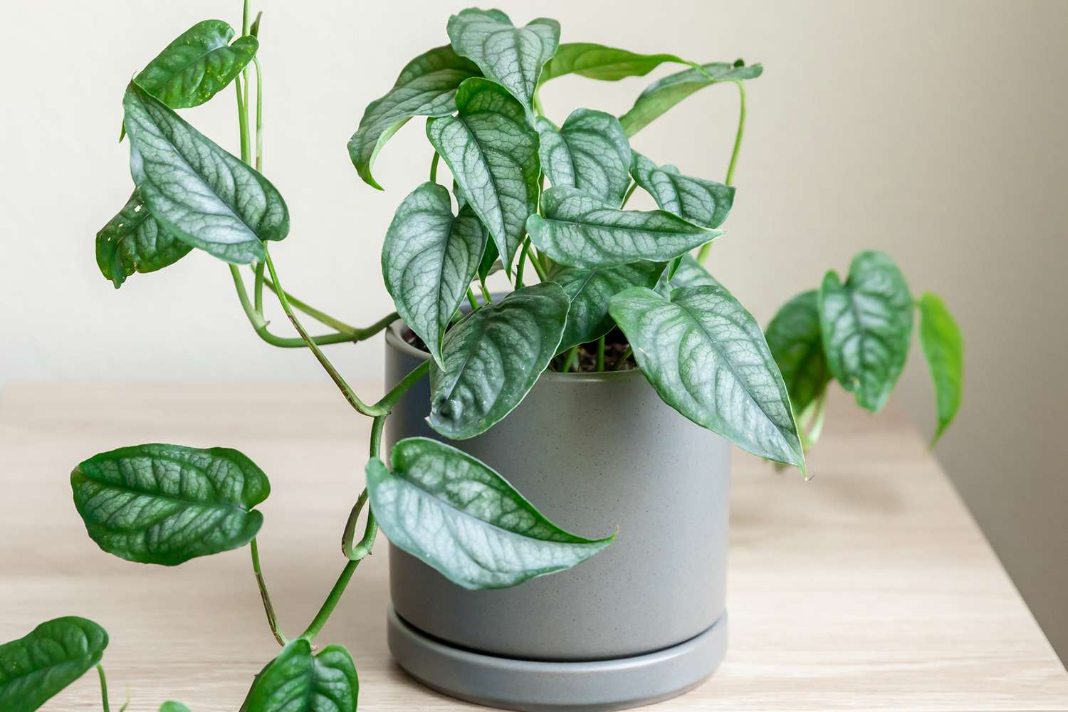 Monstera siltepecana