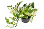 Njoy Pothos