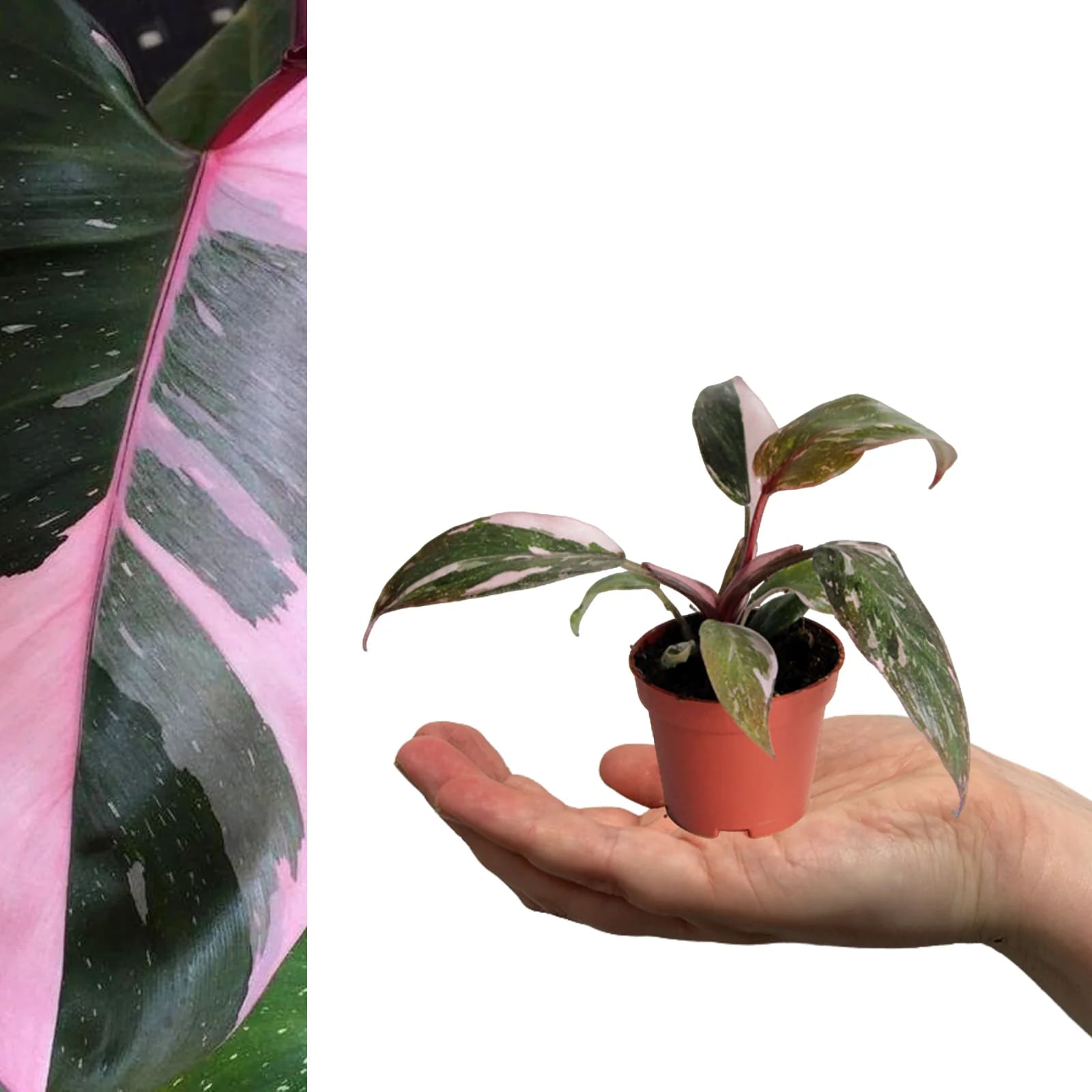 Philodendron pink princess