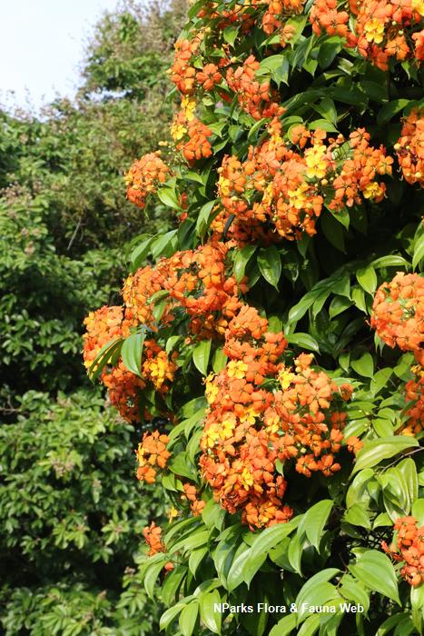 Bohemia vine (Cissus discolor)