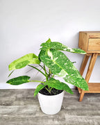 Philodendron Jose Buono