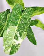 Philodendron Jose Buono