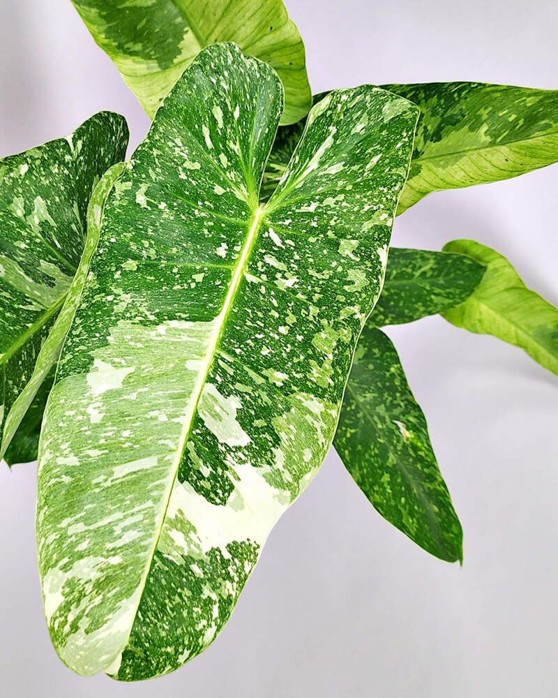 Philodendron Jose Buono