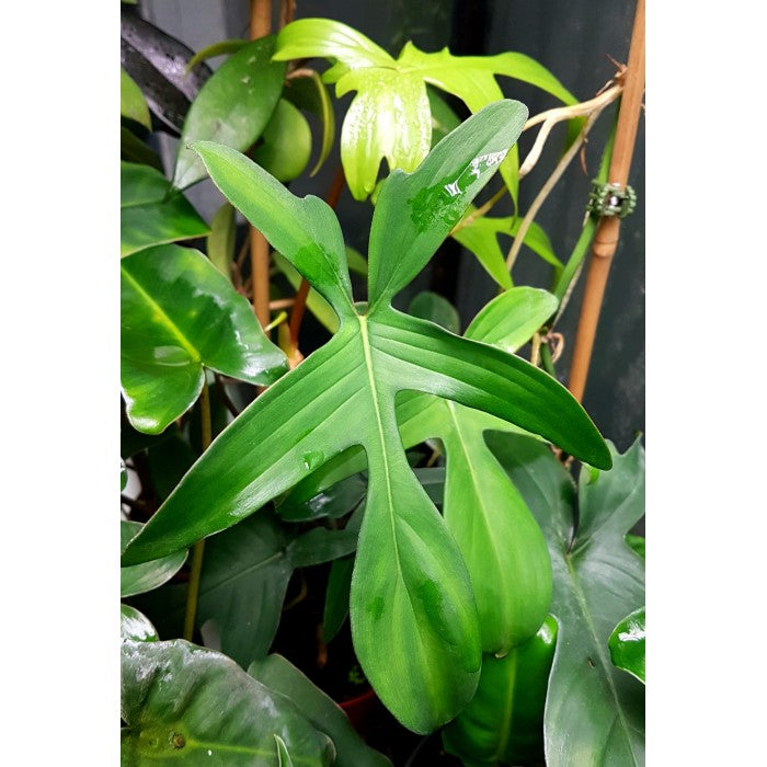 Philodendron laciniatum