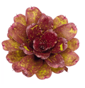 Neoregelia ‘Walking Tall’ Bromeliad