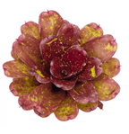 Neoregelia ‘Walking Tall’ Bromeliad