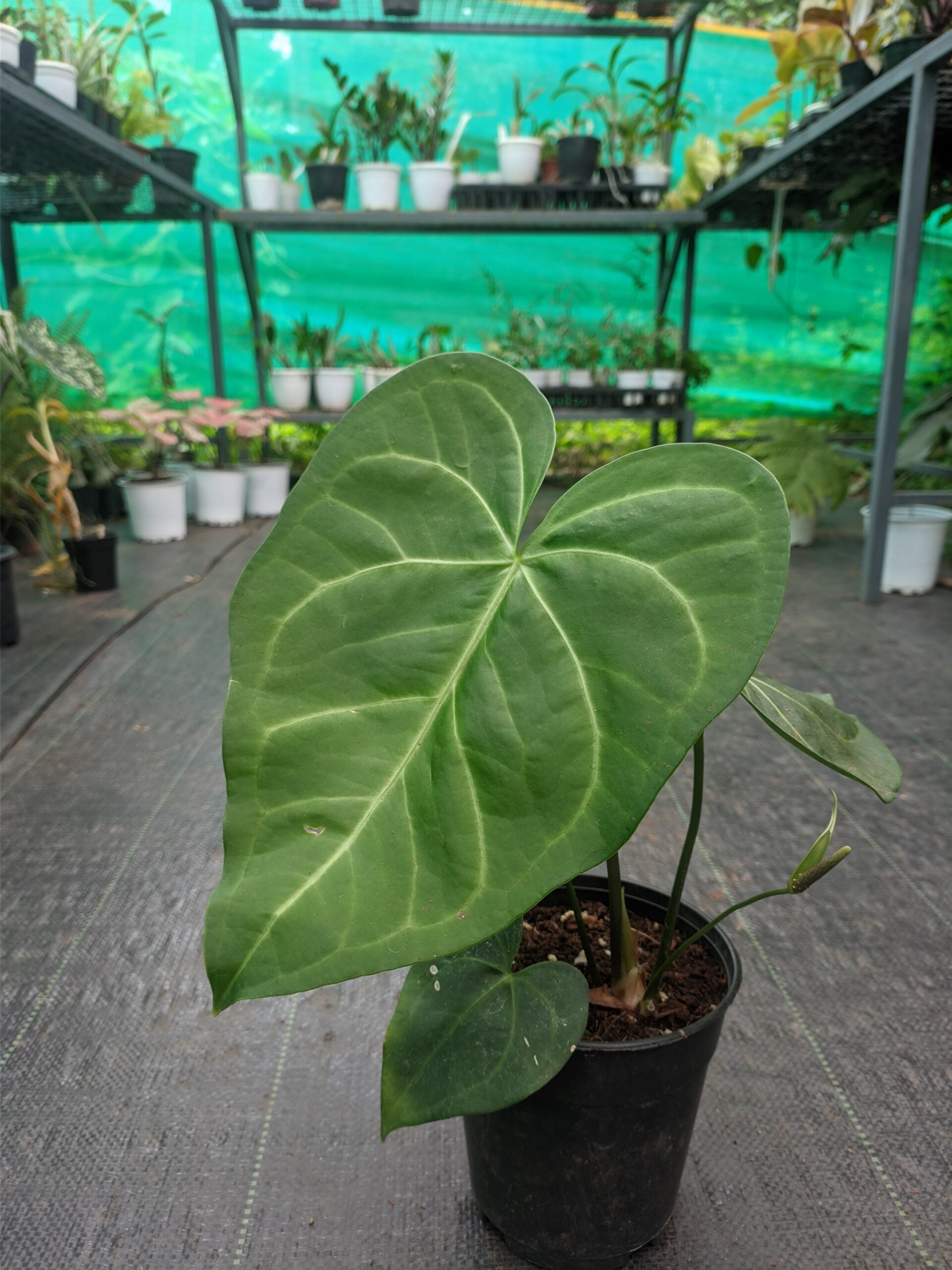 Sweet love (Above 1ft hieght)