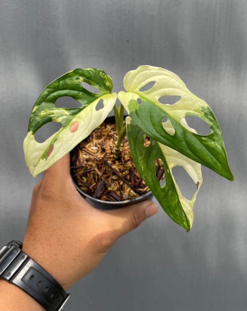Monstera adansonii albo