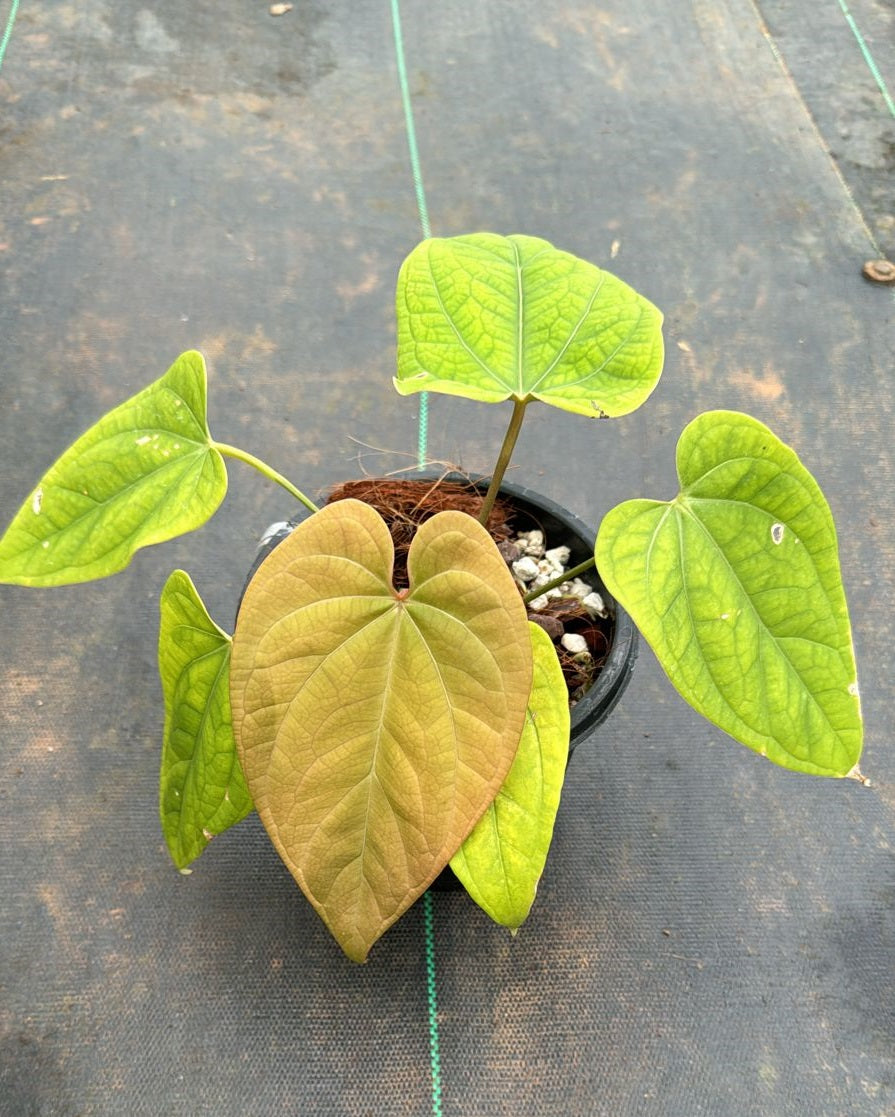 Anthurium Papillilaminum Golden