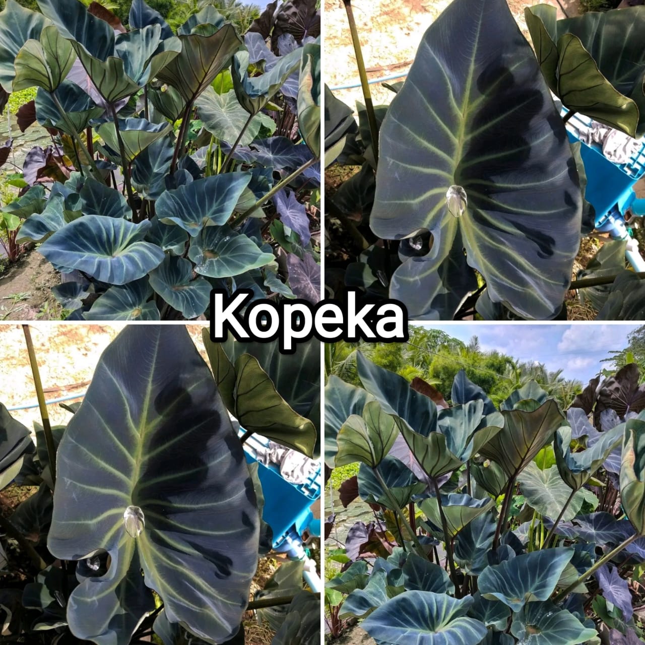 Colocasia kopeka