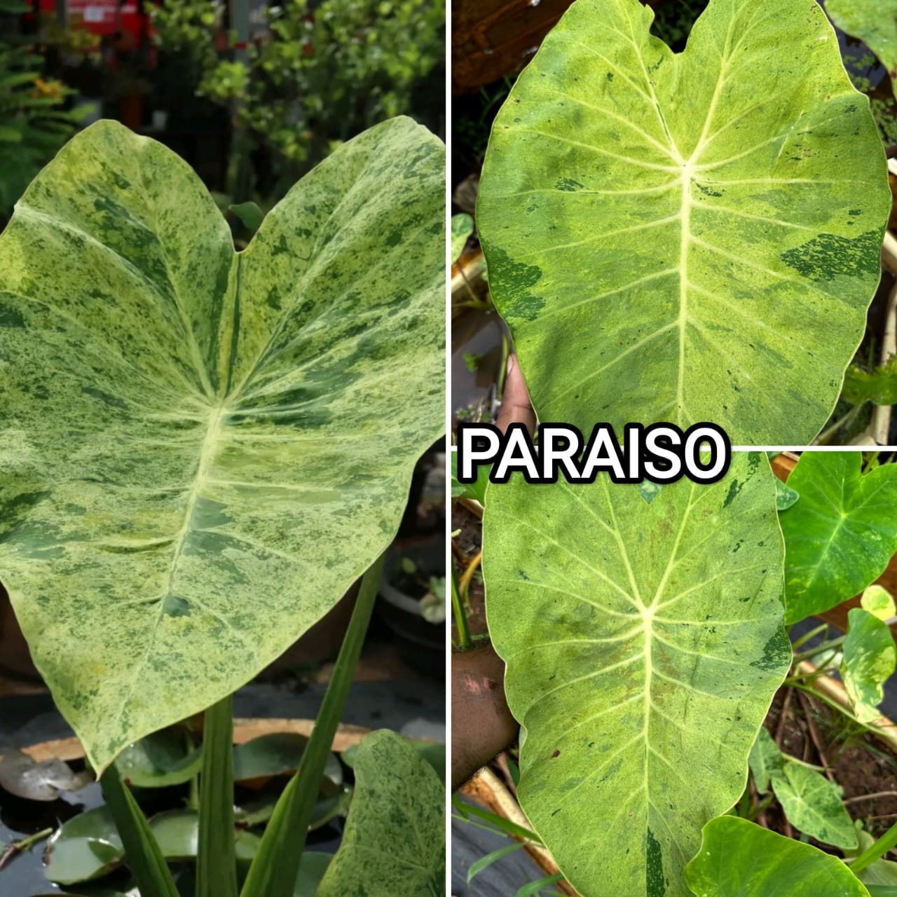 Colocasia paraiso
