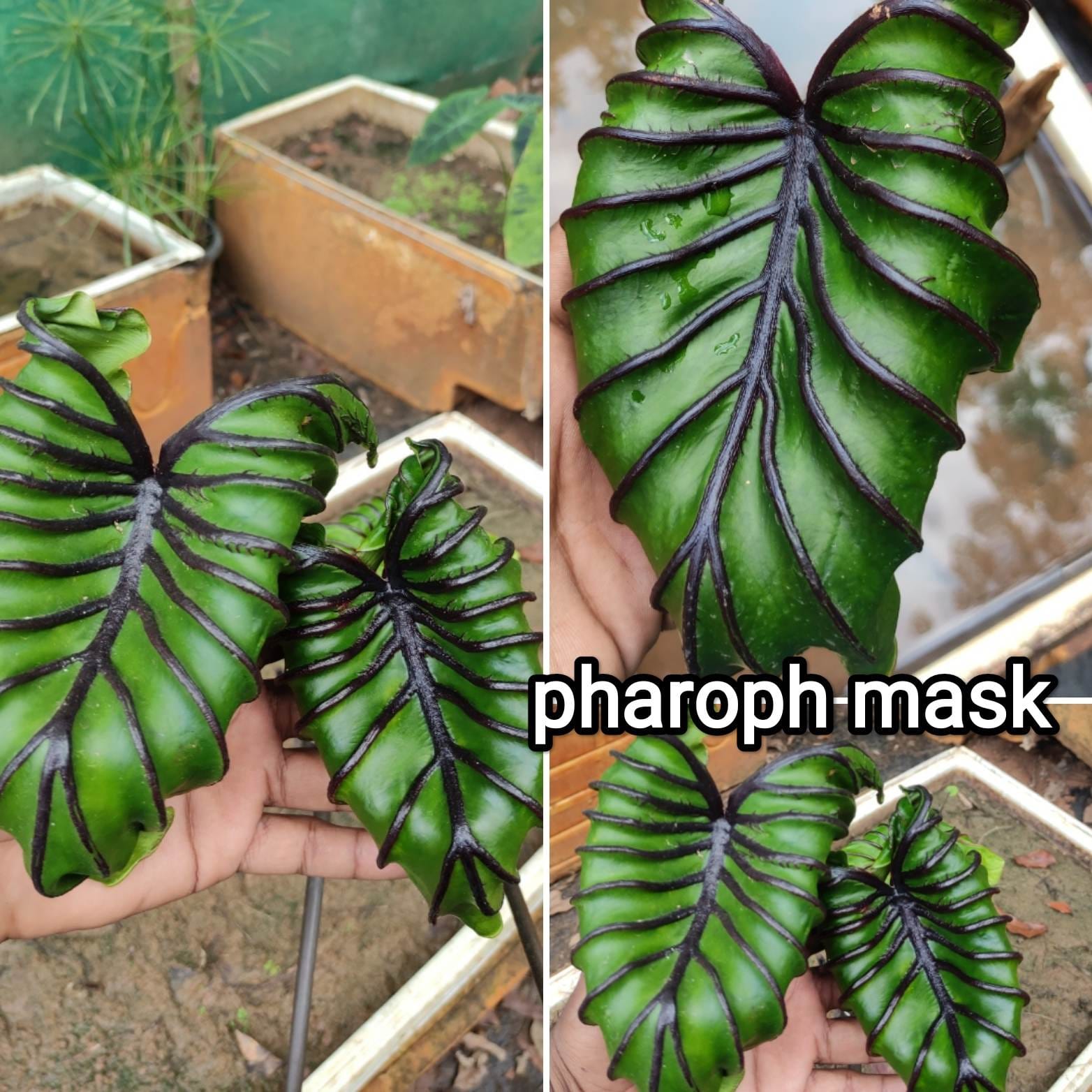 Colocasia pharaoh's mask