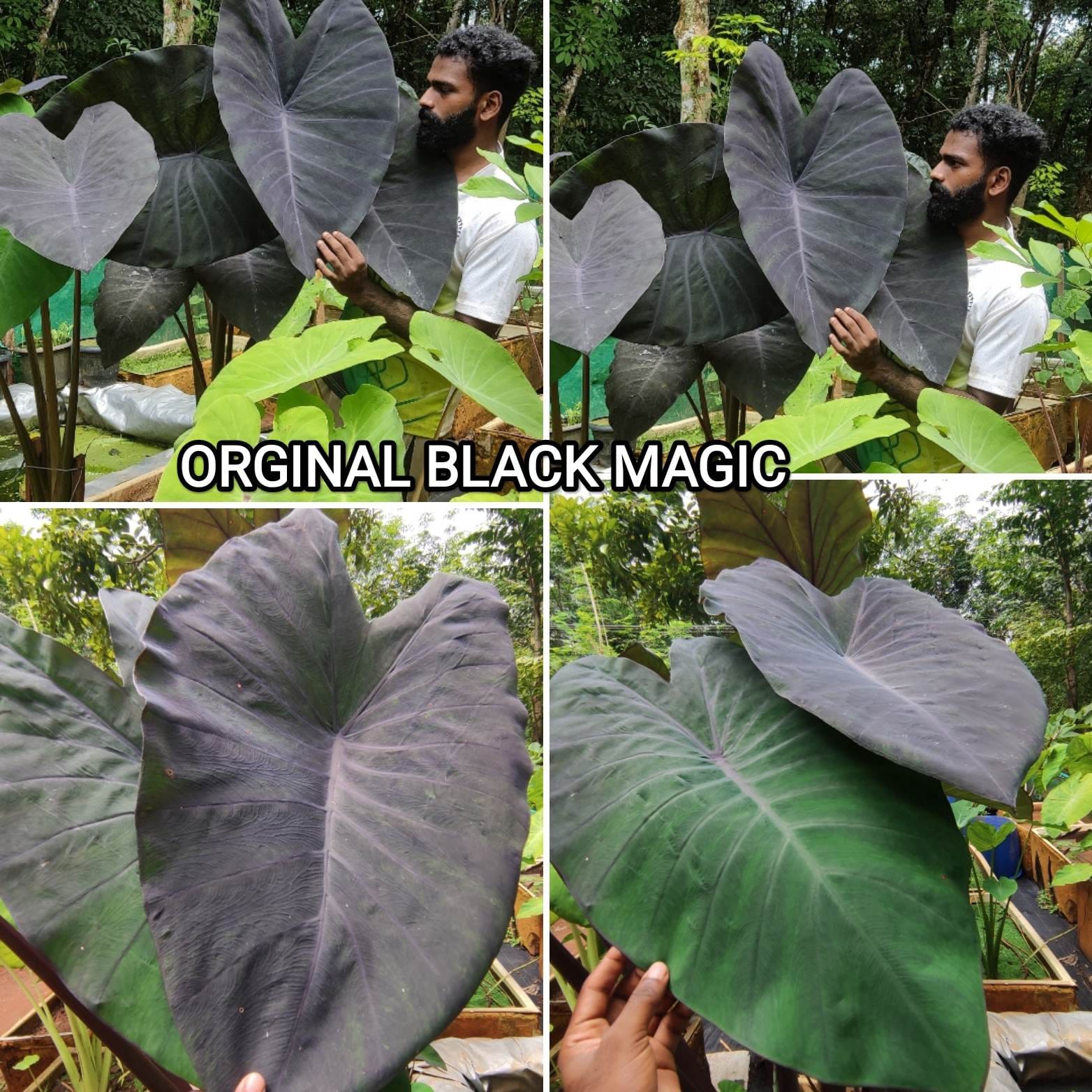 Colocasia black magic (orginal)