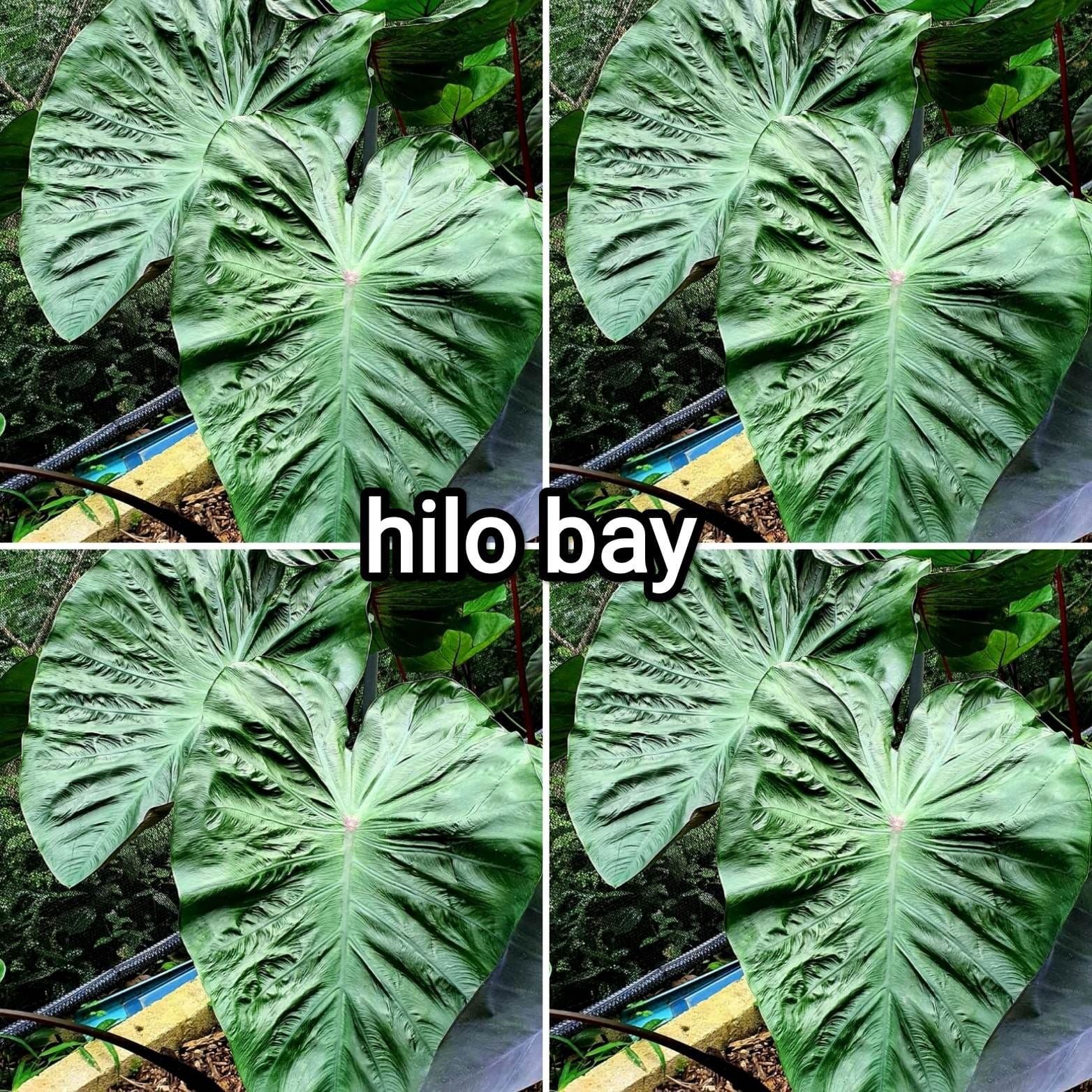Colocasia hilo bay