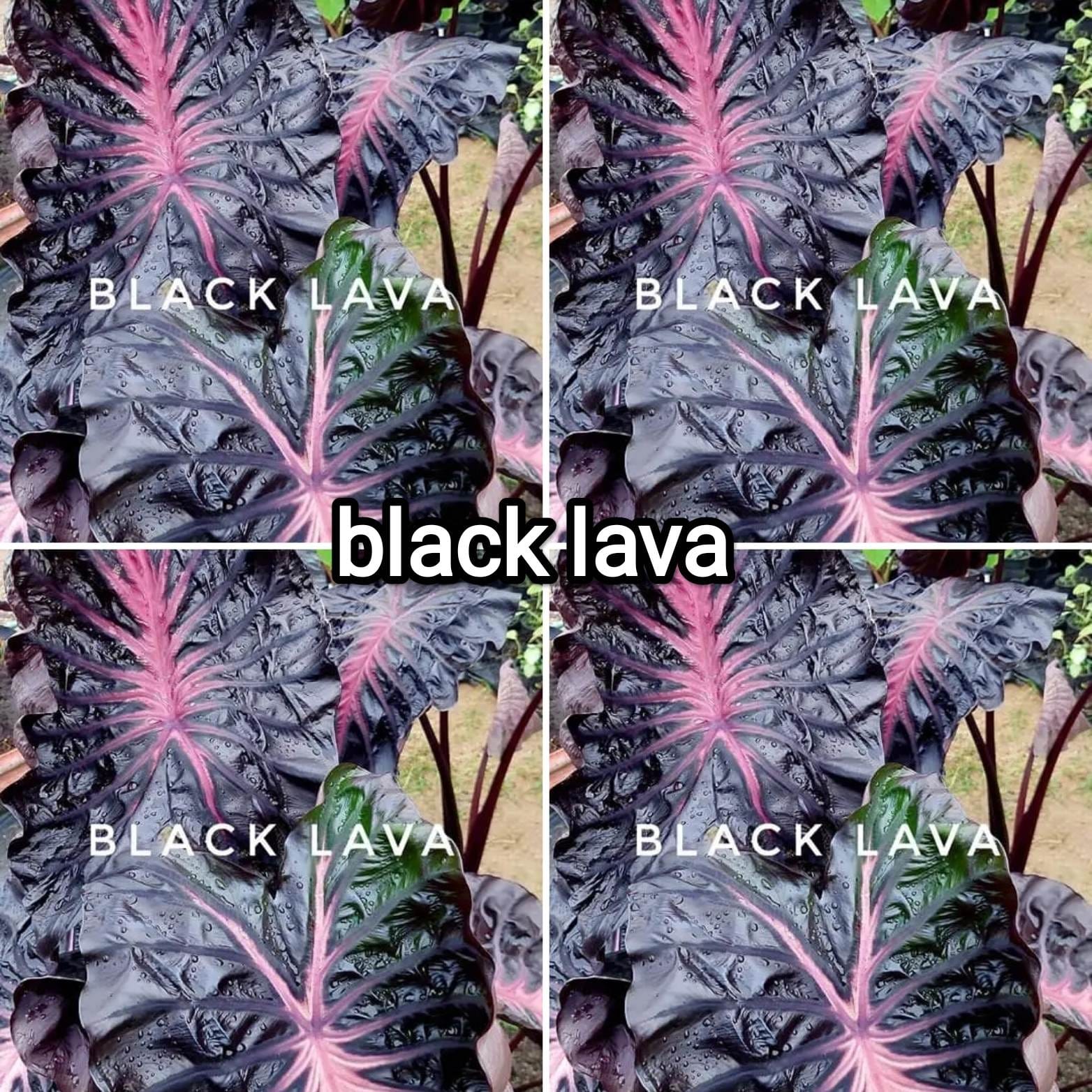 Colocasia black lava