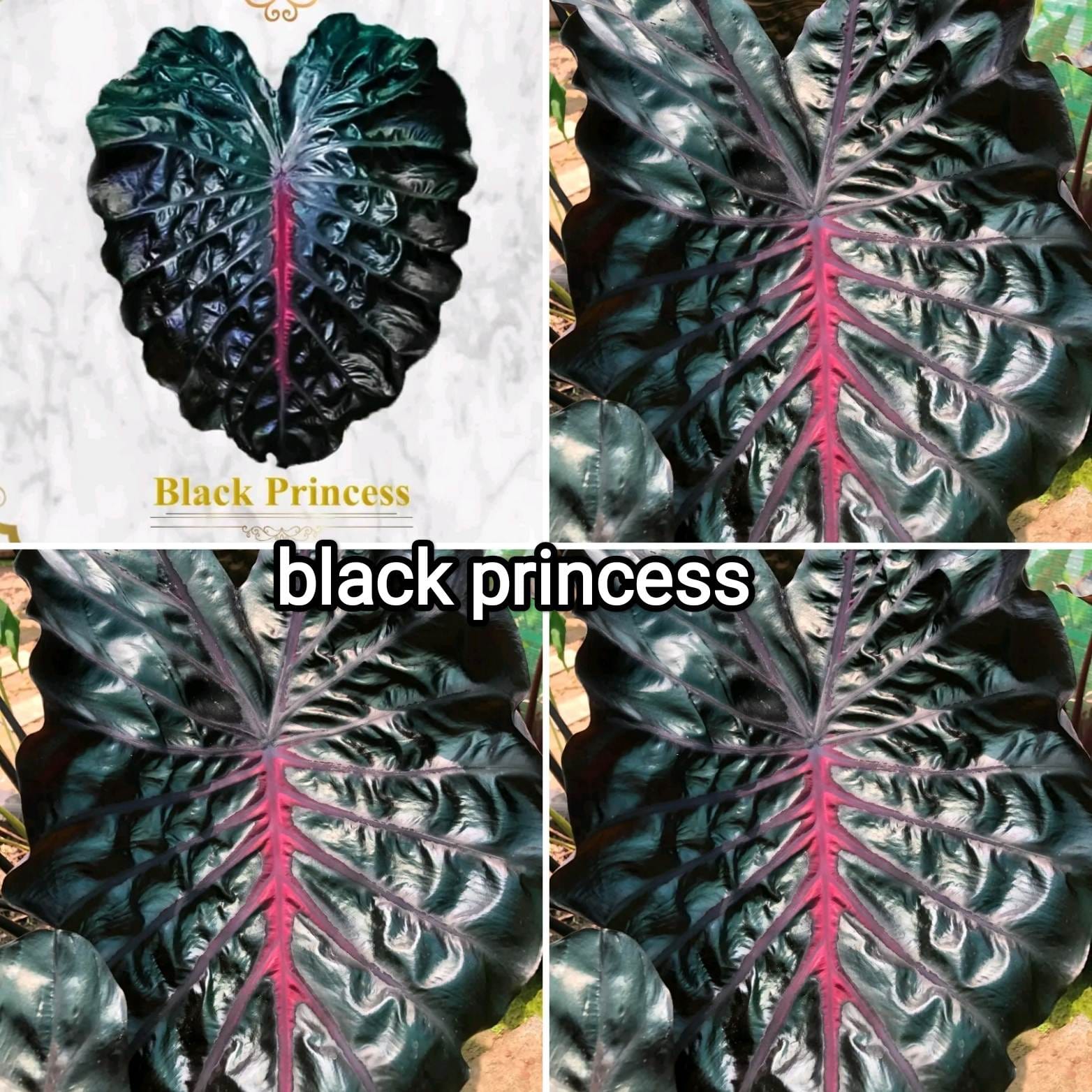 Colocasia Black princess