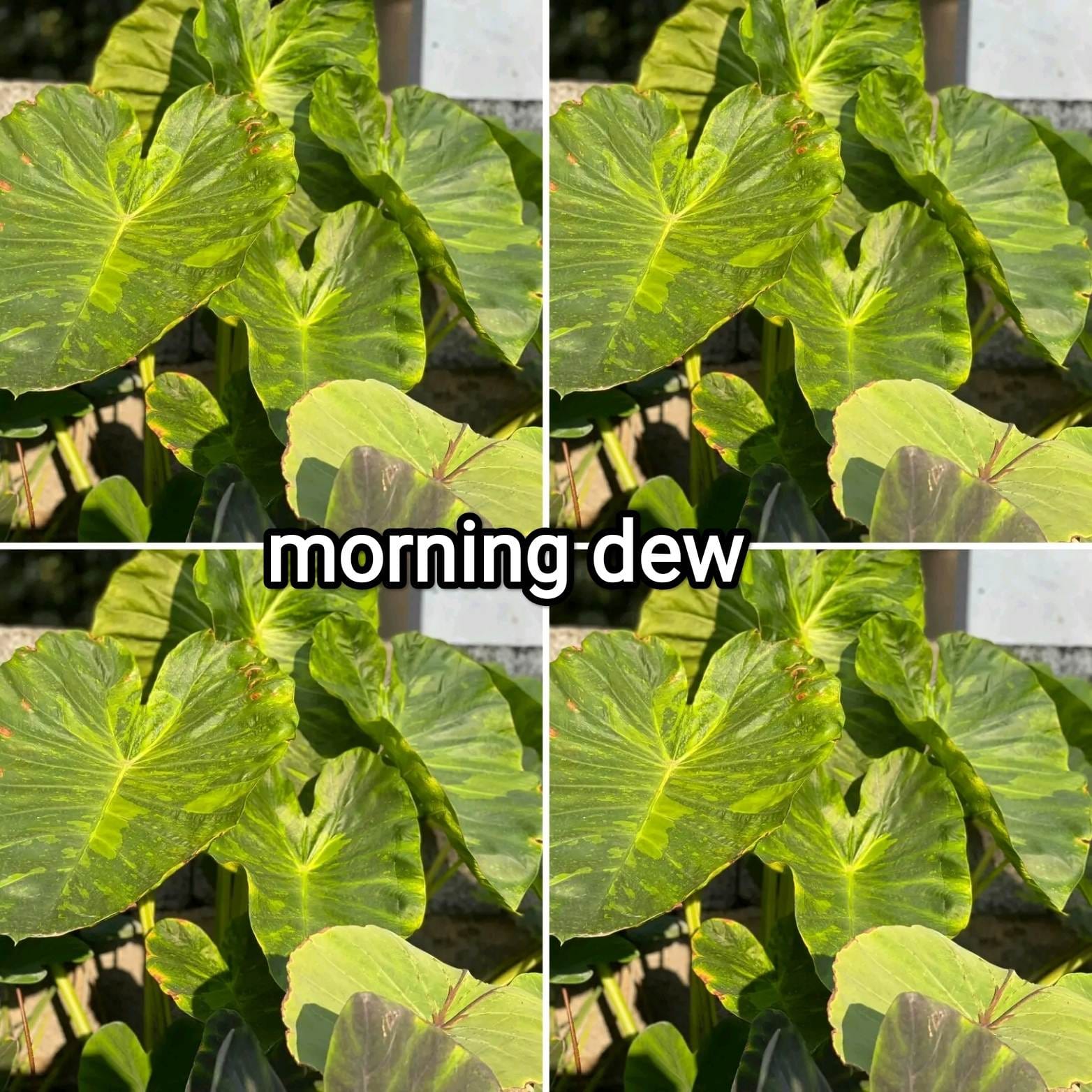 Colocasia morning dew