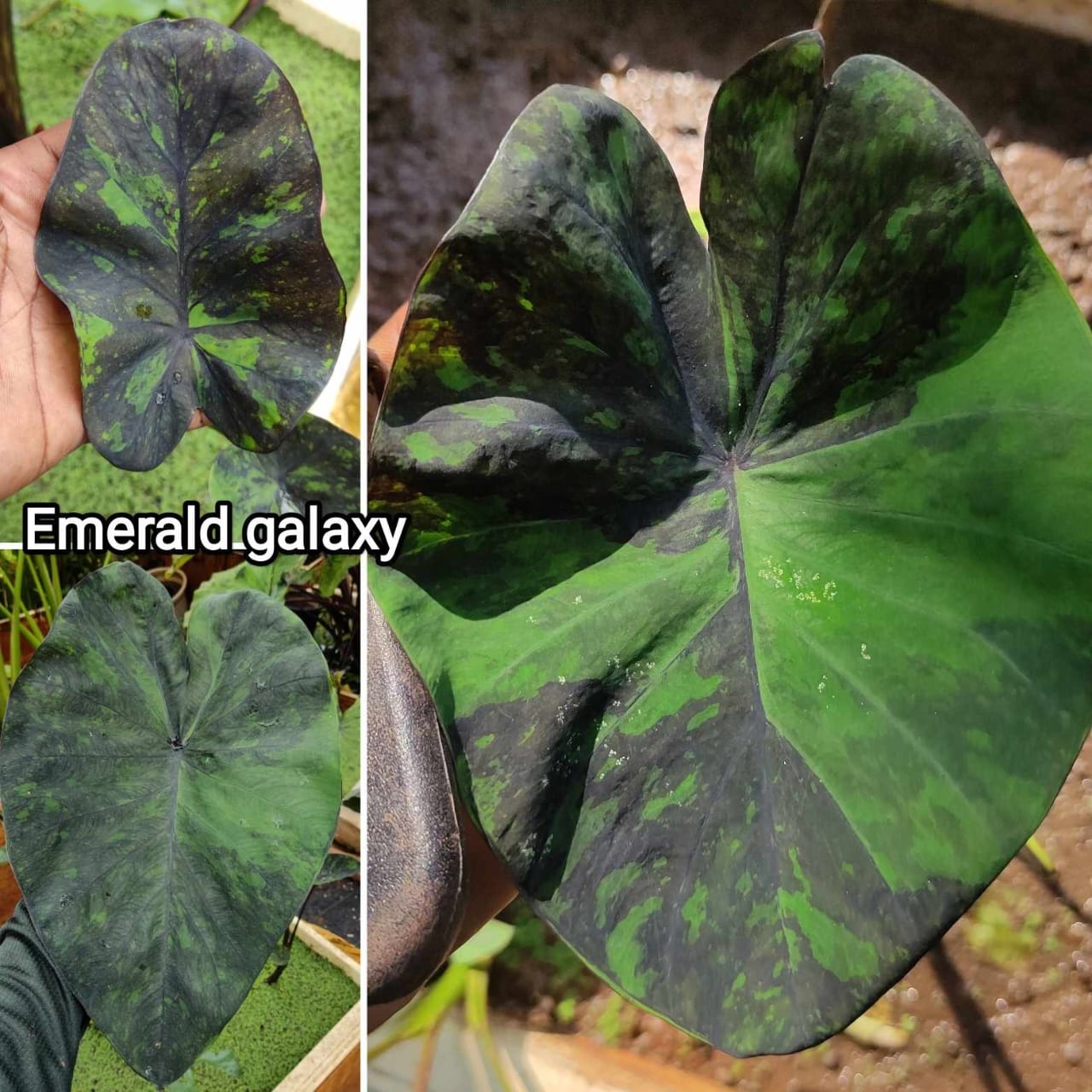 Colocasia emerald galaxy