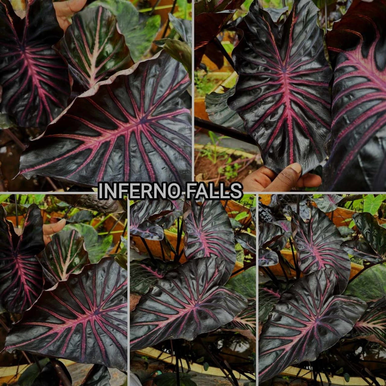 Colocasia inferno falls