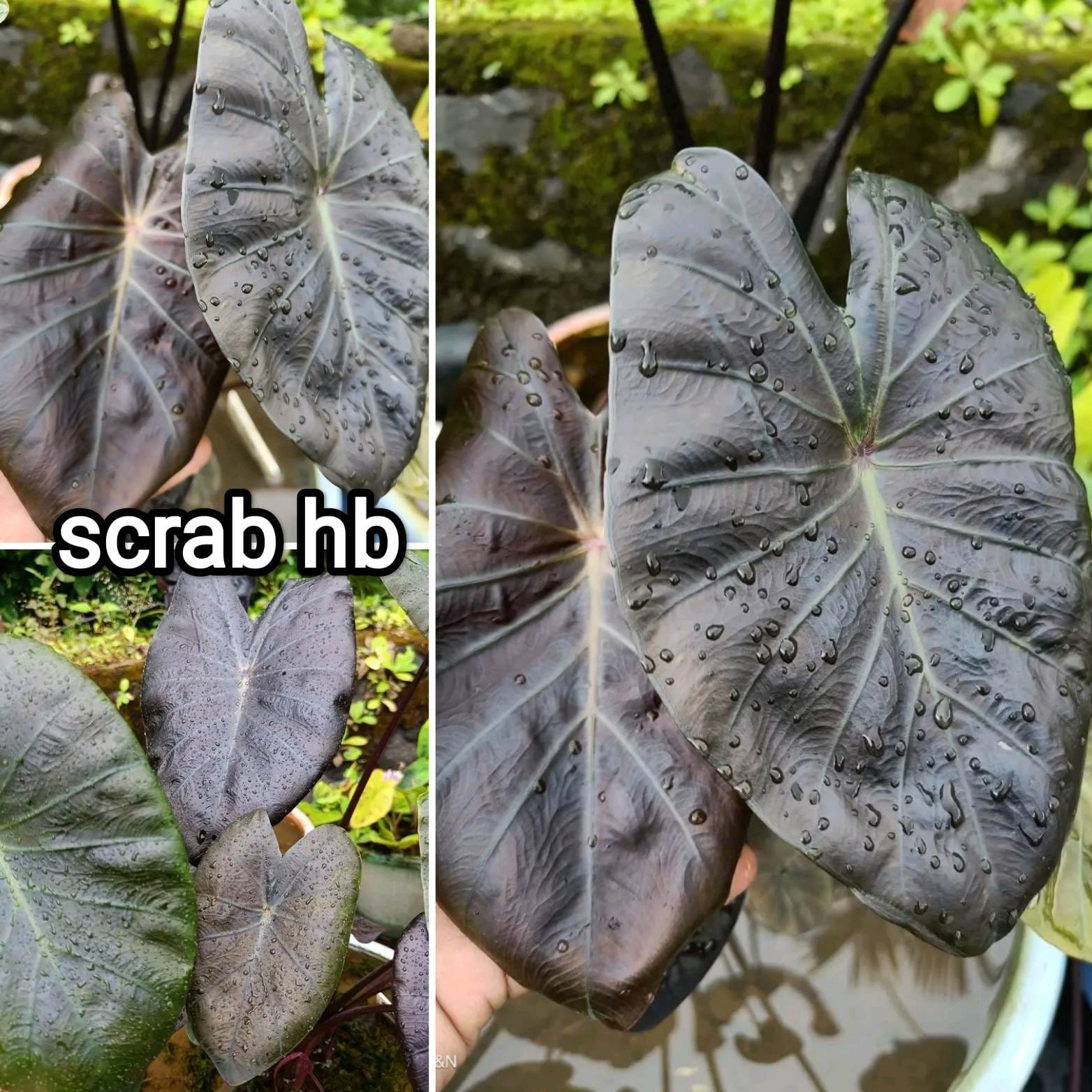 Colocasia scrab hb